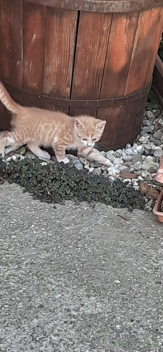 Darujem mačku a mačiatka.