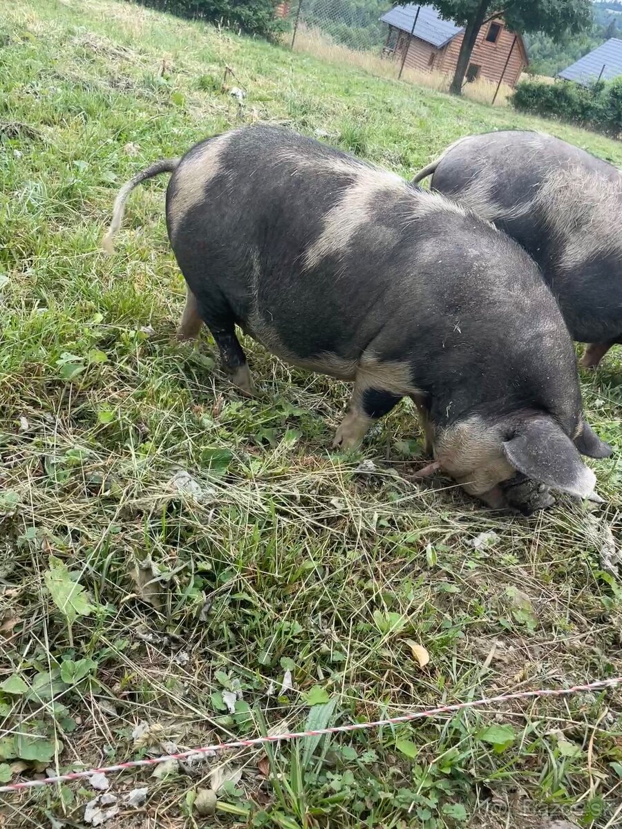 Kune Kune
