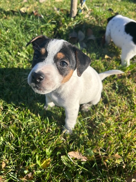Jack Russel teriér