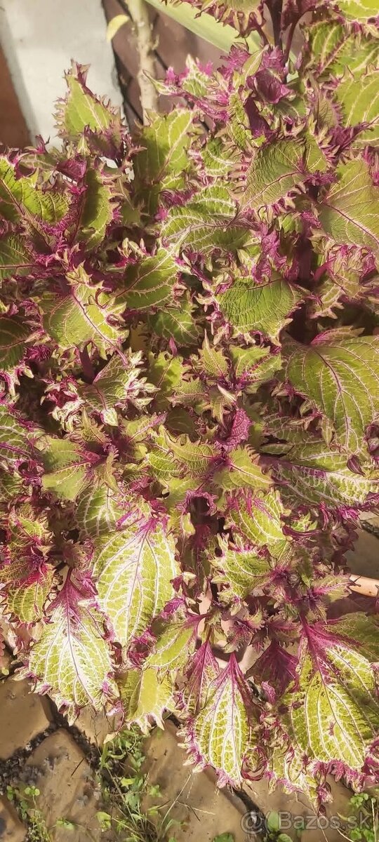 Koleus (6kusov- 3-farby)