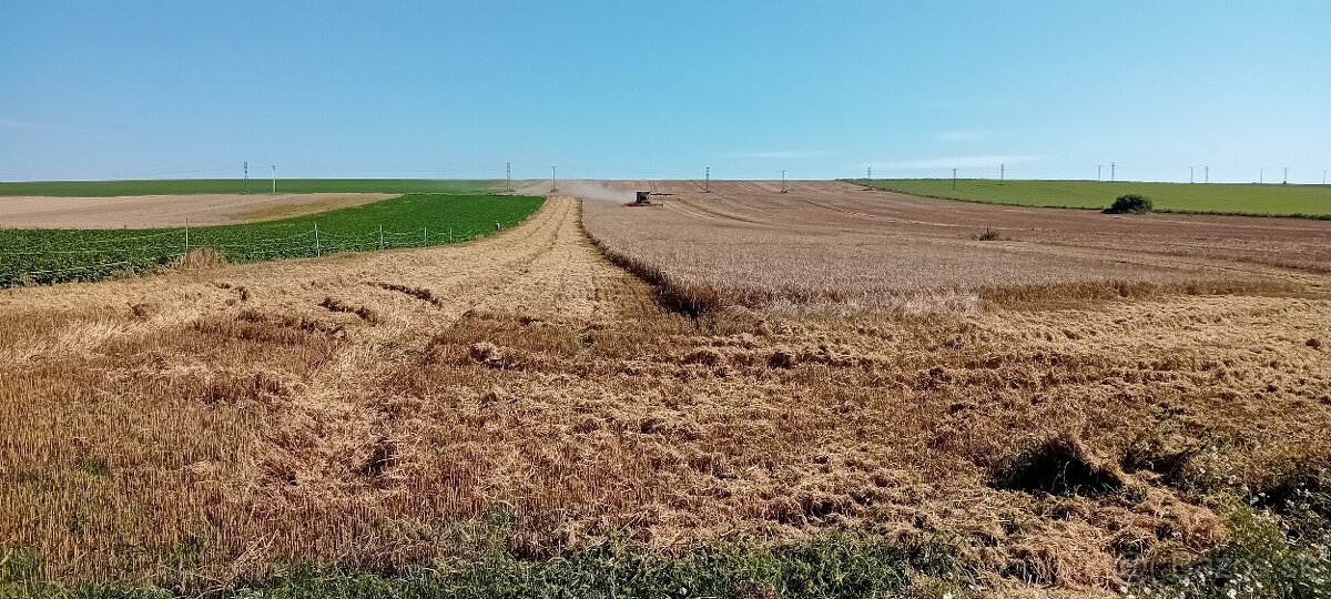 Predám jačmeň a pšenicu