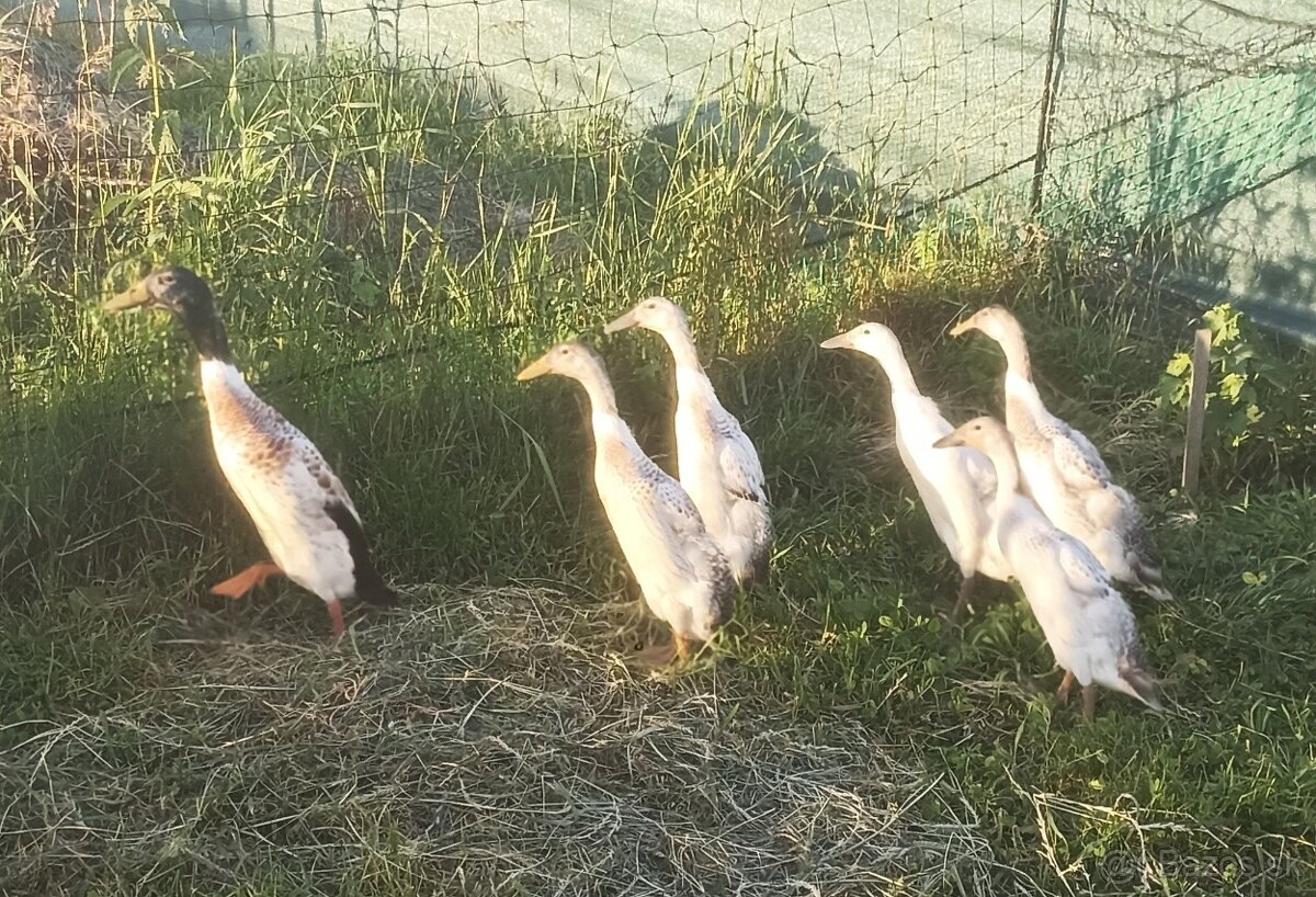 Indický bežec strieborný