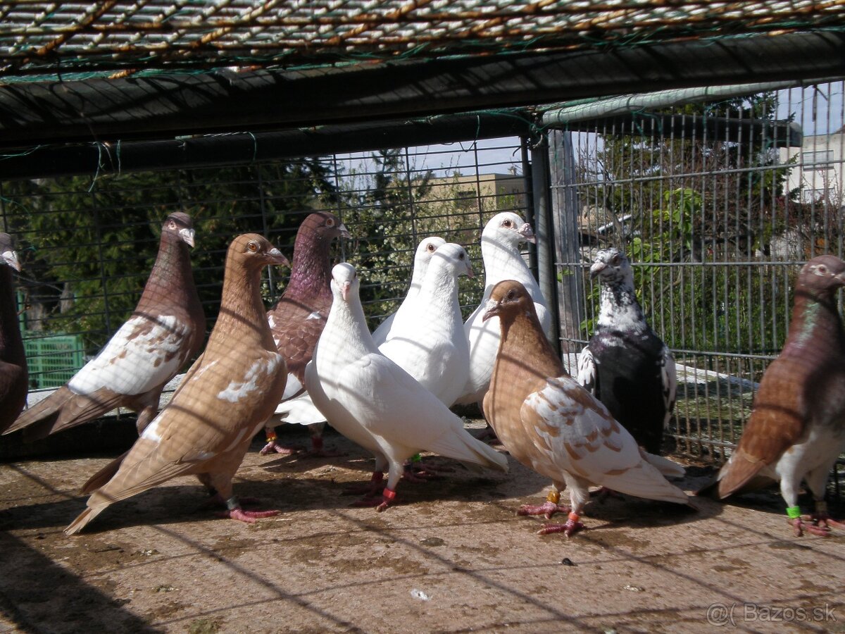 Predám poštové holuby Meulemans