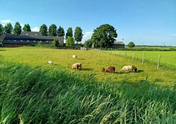 Holandsko opatrovanie Feerwerd