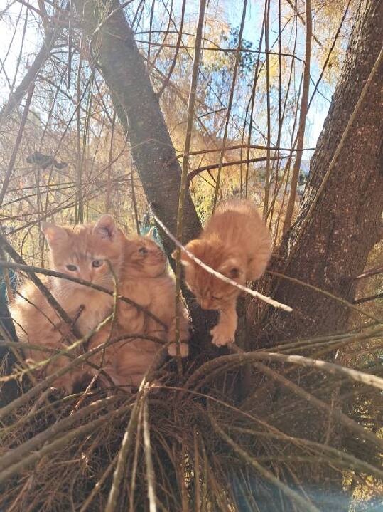 Darujem ryšavé mačiatka