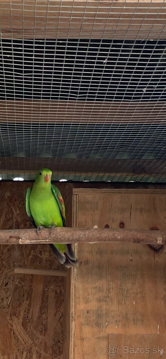 Papagáj Červenokrídly