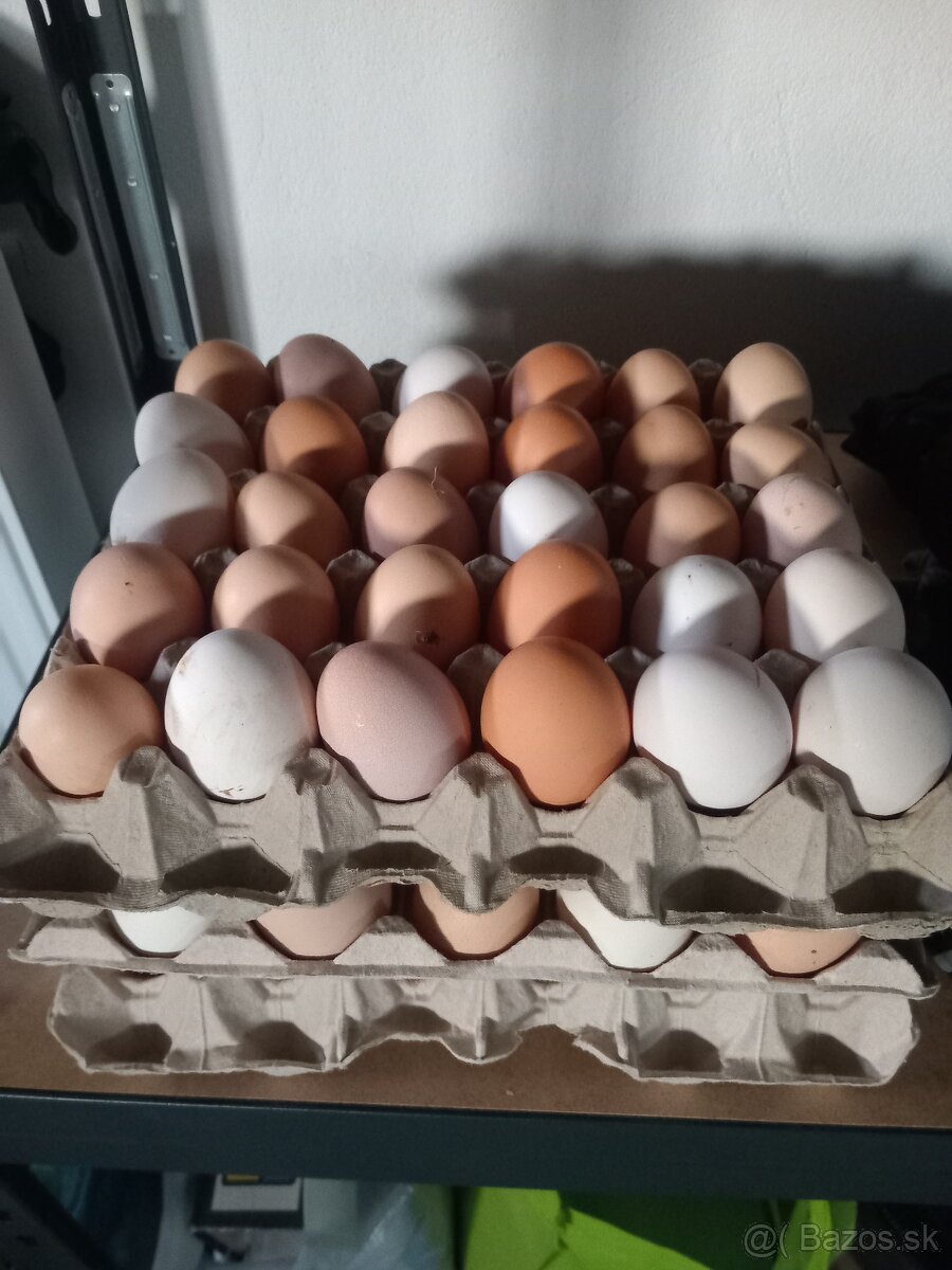 Predám domáce vajička