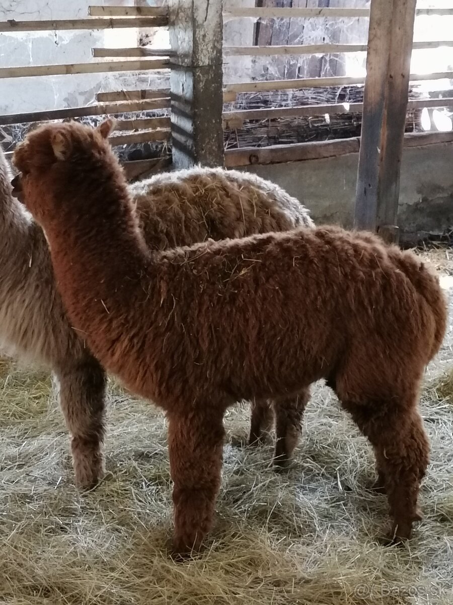 Alpaca purebreed females and males