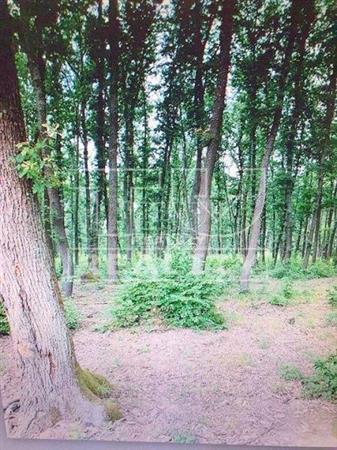 1959 M2 POZEMOK NA STROMODOM TRENČIANSKE TEPLICE