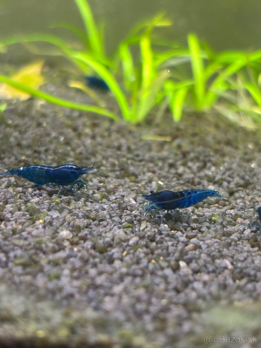 Neocaridina blue dream krevety - 1KS ZDARMA