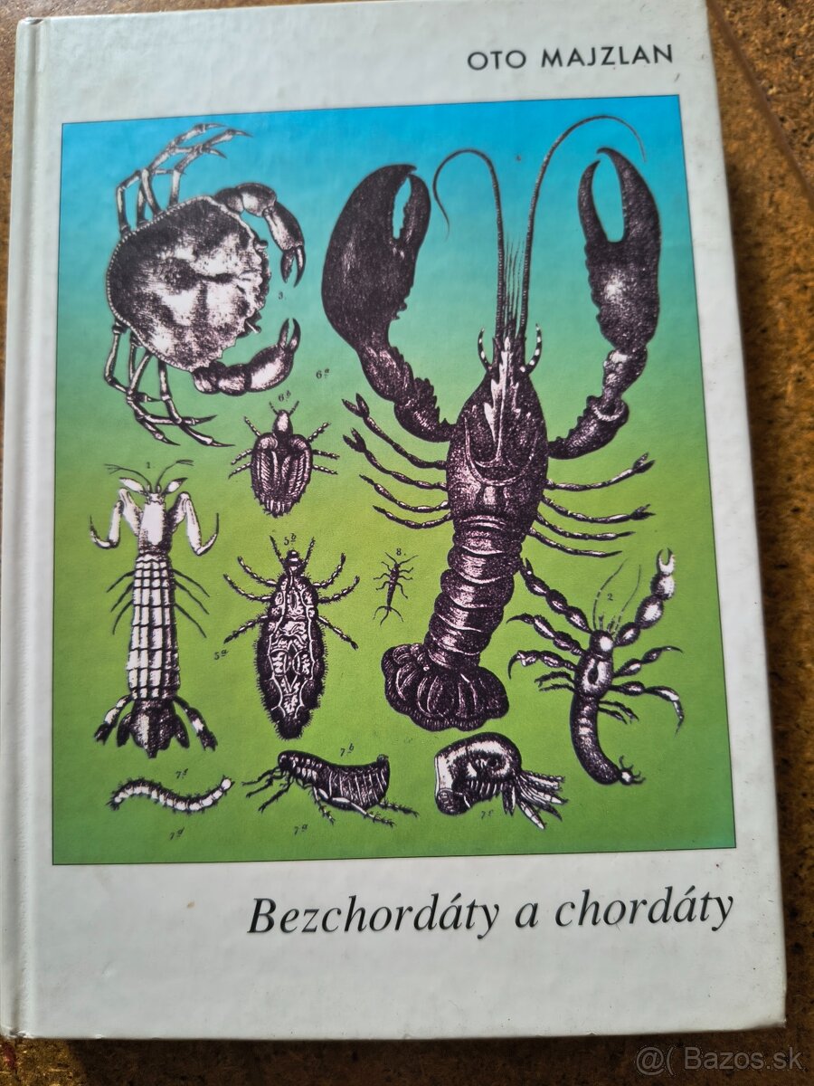 OTO MAJZLAN Bezchordáty a chordáty