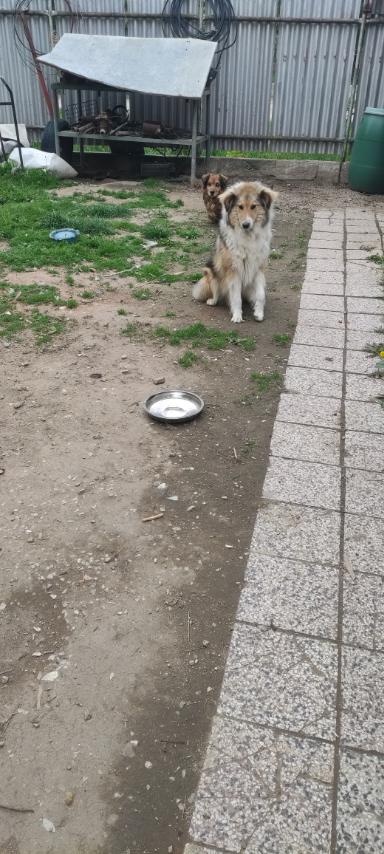 Ponúkám do dobrých rúk(škótský ovčiak)