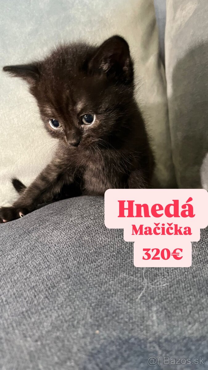 •BRITSKÉ MAČIATKA •