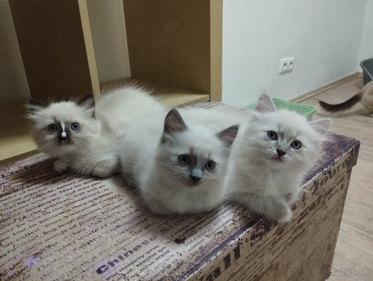 RAGDOLL