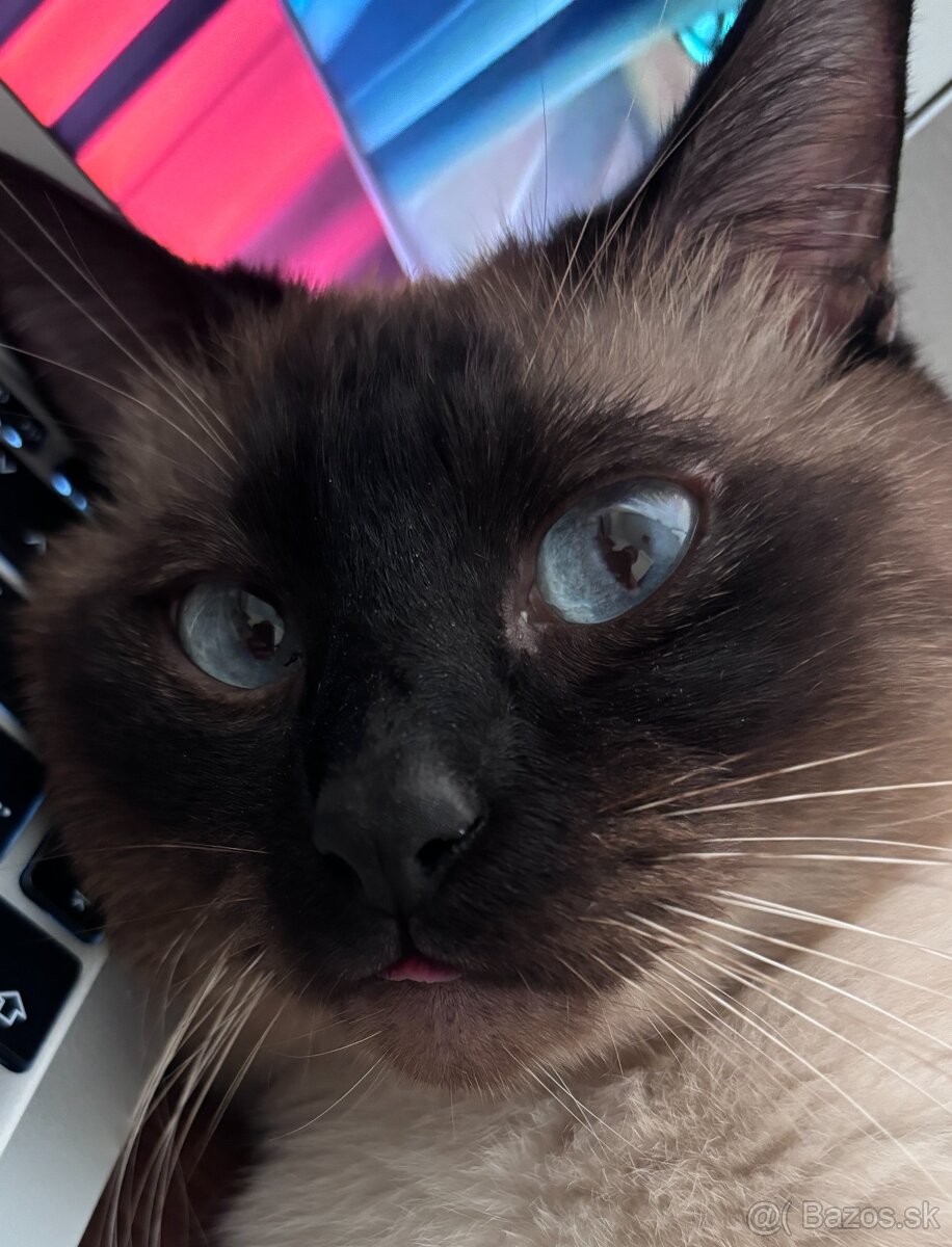 Siamsky kocur-krytie