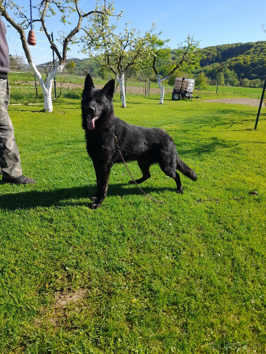 Ponuka krytia nemecky ovciak