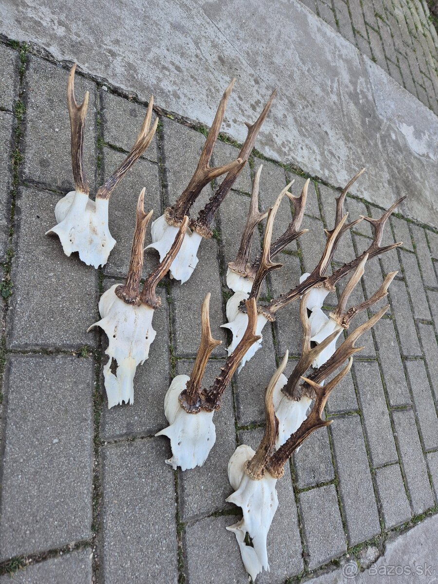 Trofej trofeje paroh parohy parozie zhody