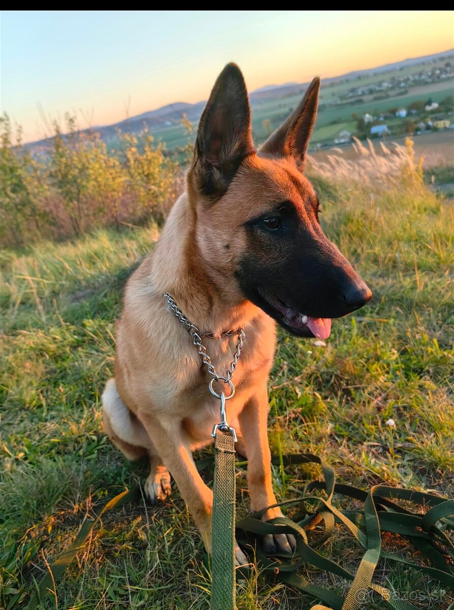 Belgický ovčiak malinois