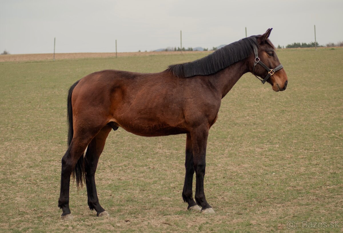 Predám 2 ročného žrebca ČT