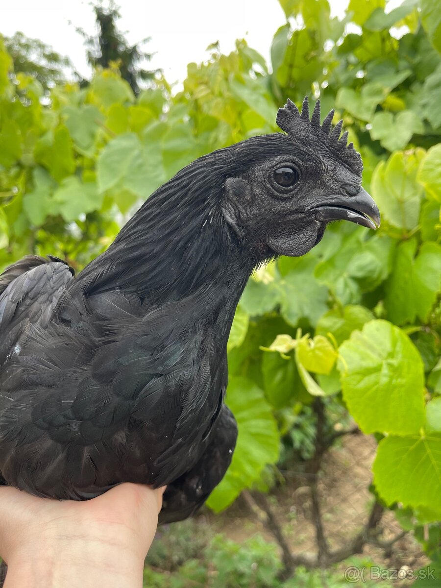 Ayam cemani