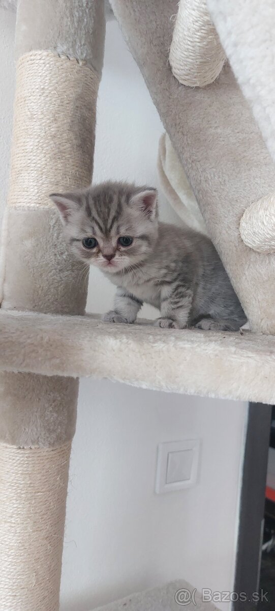 Britská mačka MRAMOR TABBY