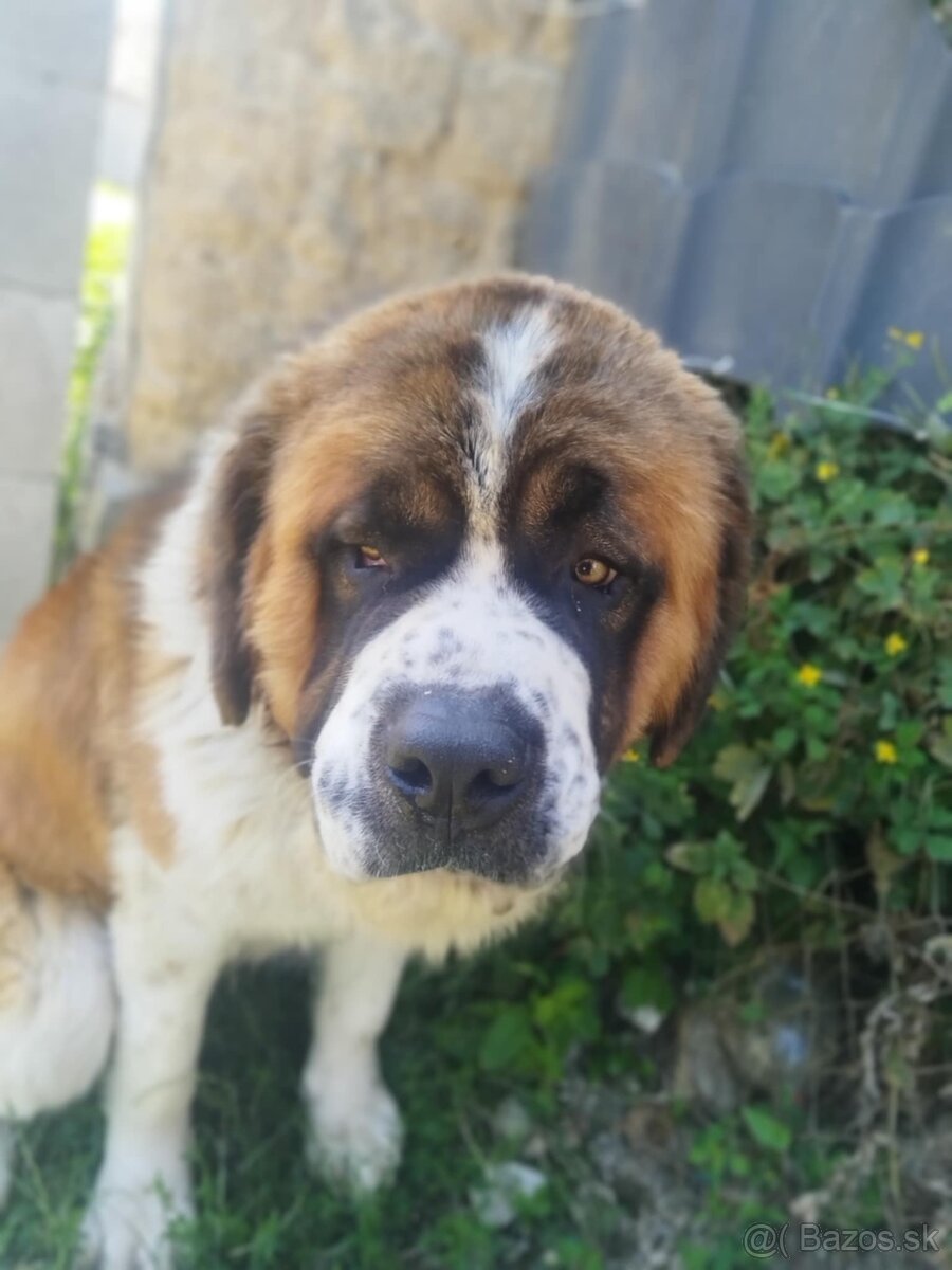 Bernardin