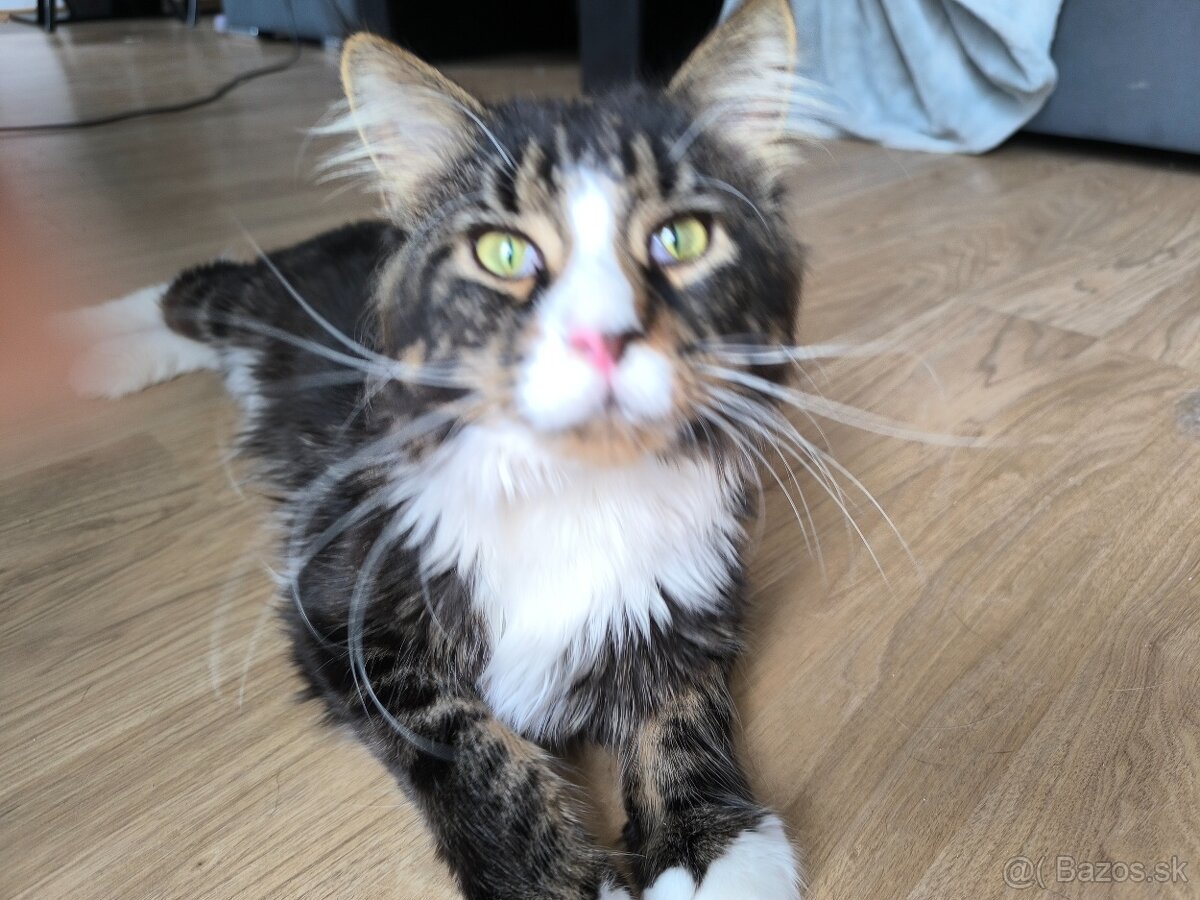 Ponukam na krytie kocura- Maine coon
