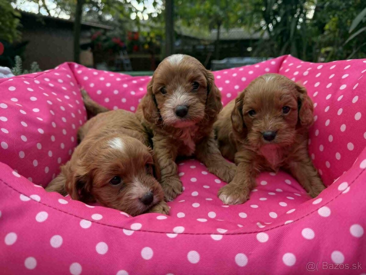 cavapoo