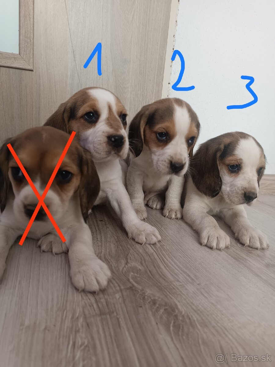 Bígl Beagle Bigel Bigl šteniatka