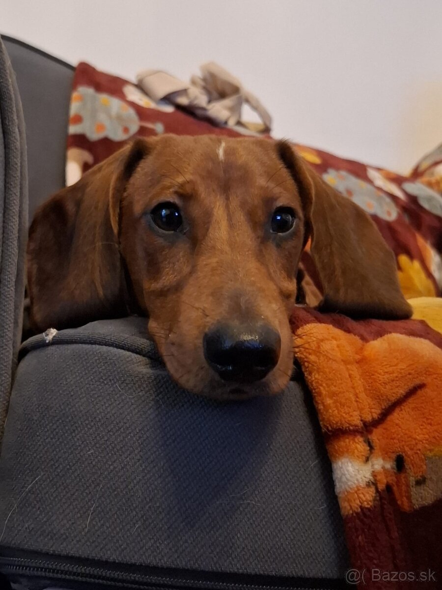 Predám šteniatko trpasličieho jazvečíka