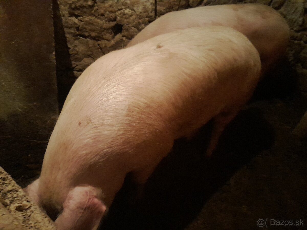 Predam ošipanu . Krmnika