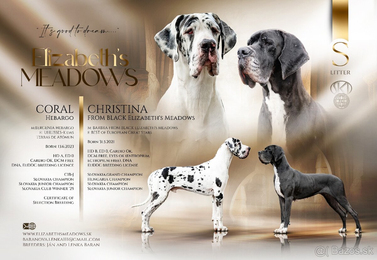 Nemecká doga šteniatka s PP