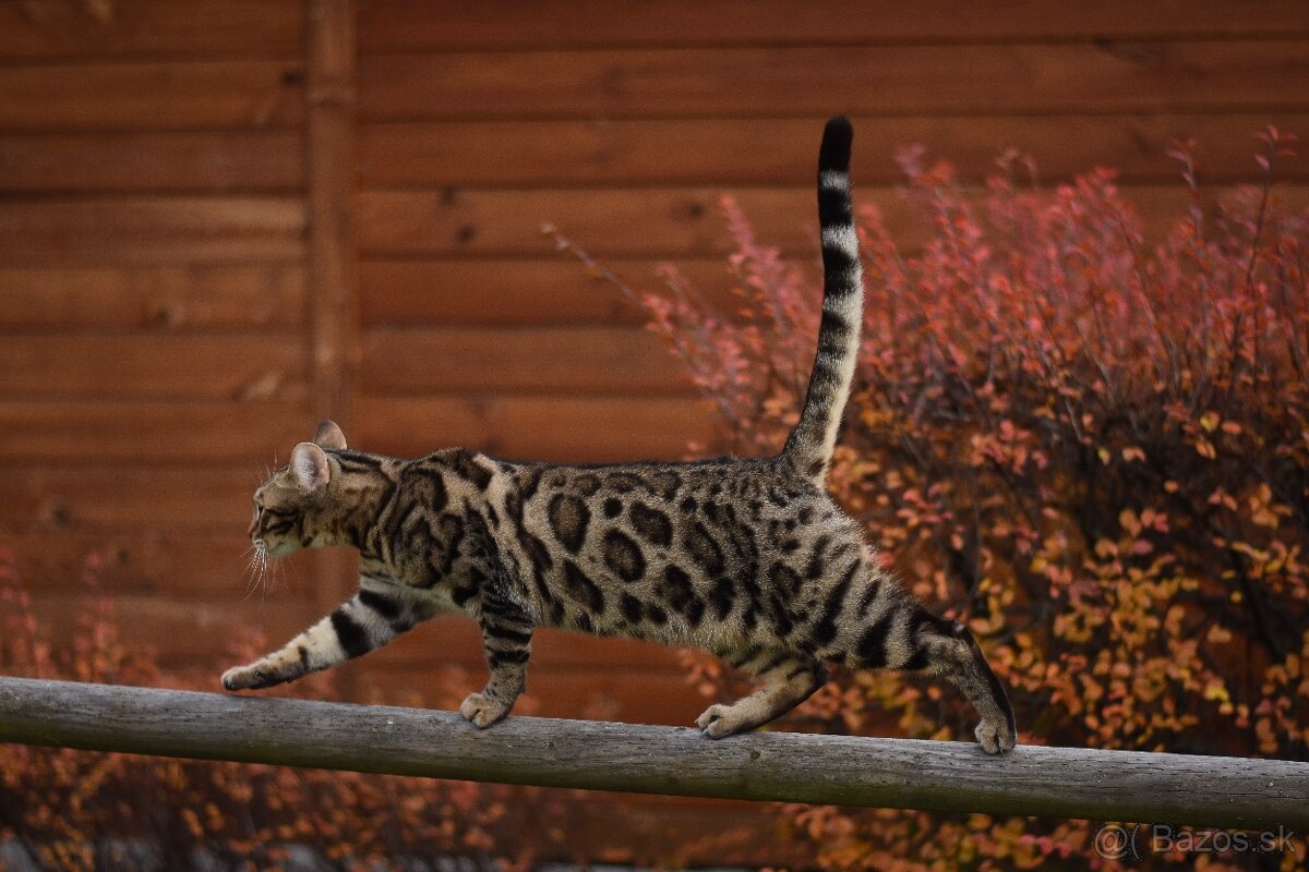 Bengálsky kocúr s PP na krytie