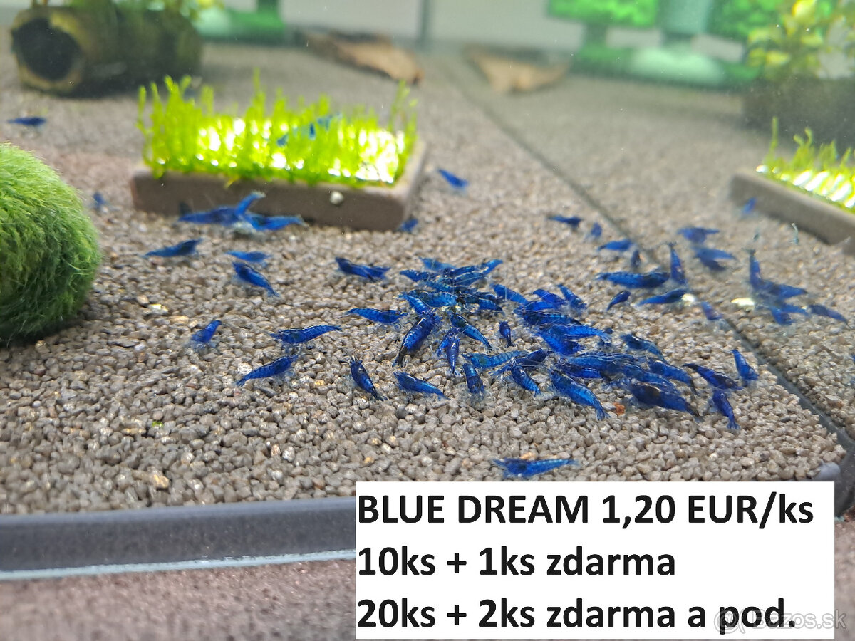 BA/ZA - krevety neocar. BLUE DREAM - 0,50-1,20 EUR/ks
