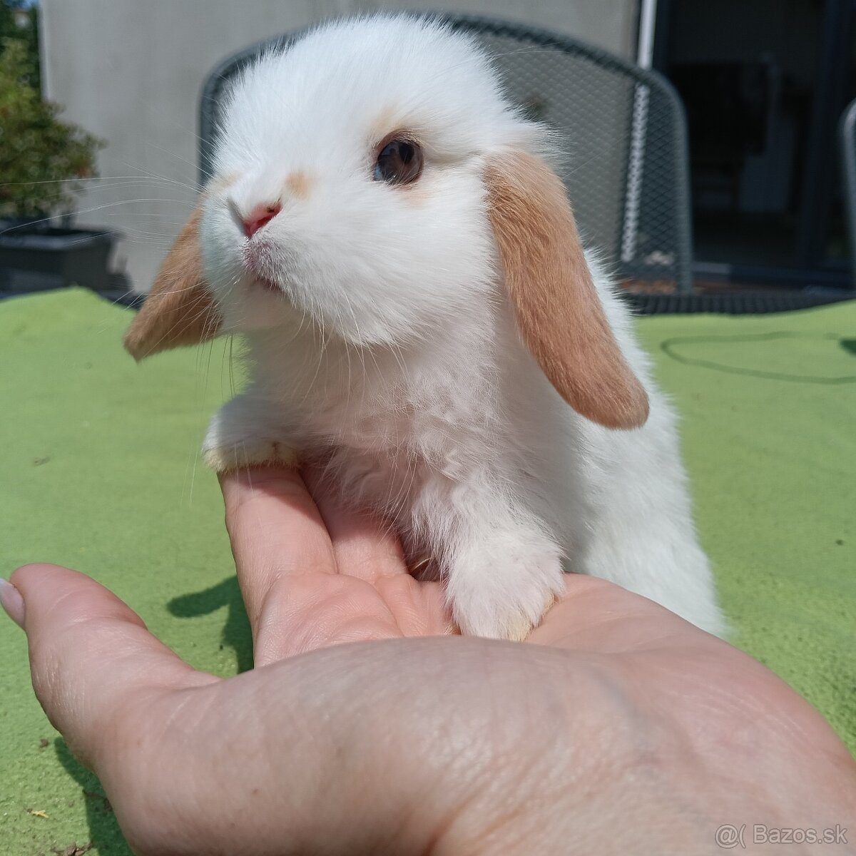 Minilop samička malinkata