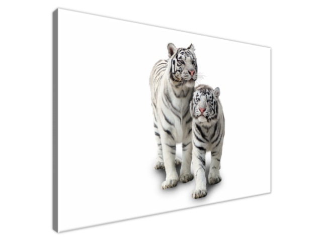 Obraz na stenu - Biele tigre 80 x 60 cm