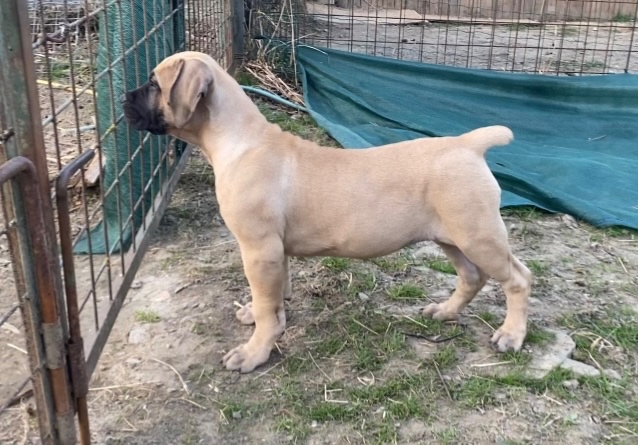 Boerboel štěně FCI pp