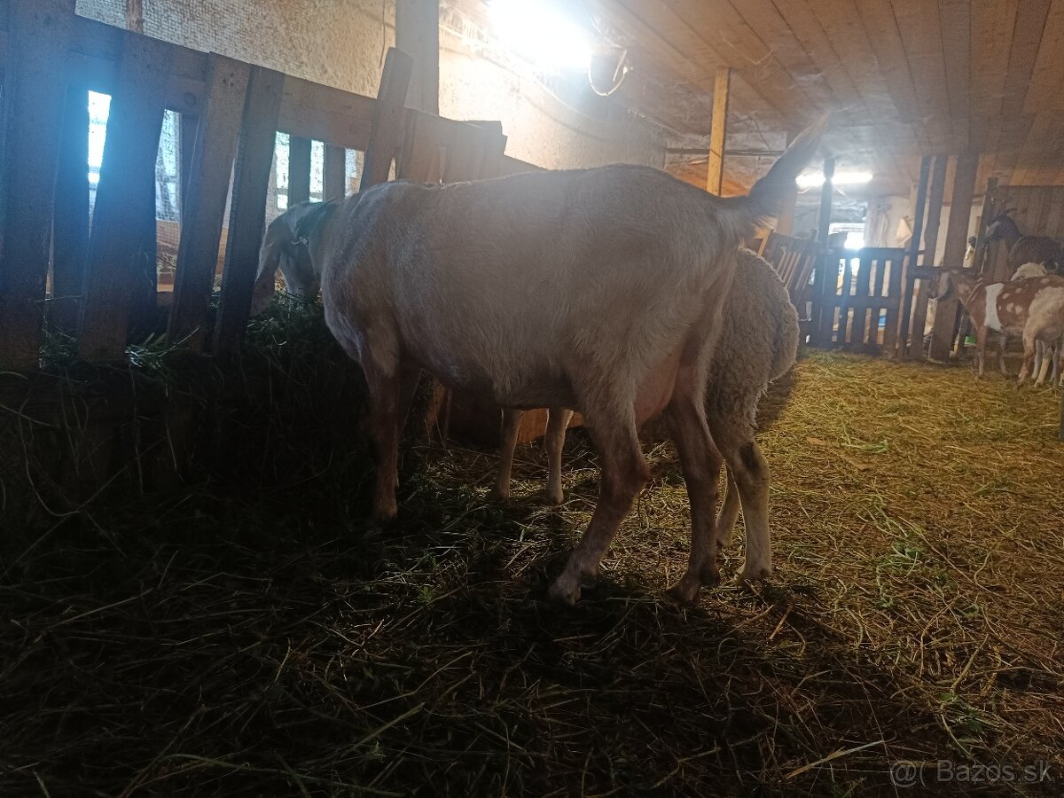 Anglonubijska koza