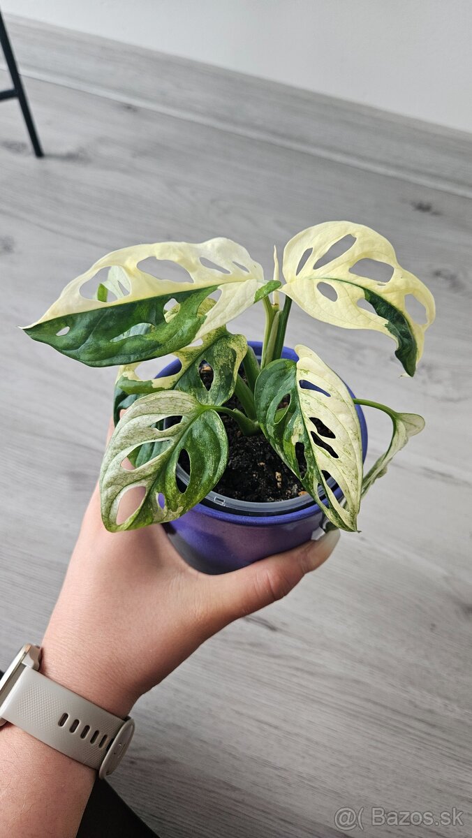 Monstera adansonii veriegata - izbova rastlina