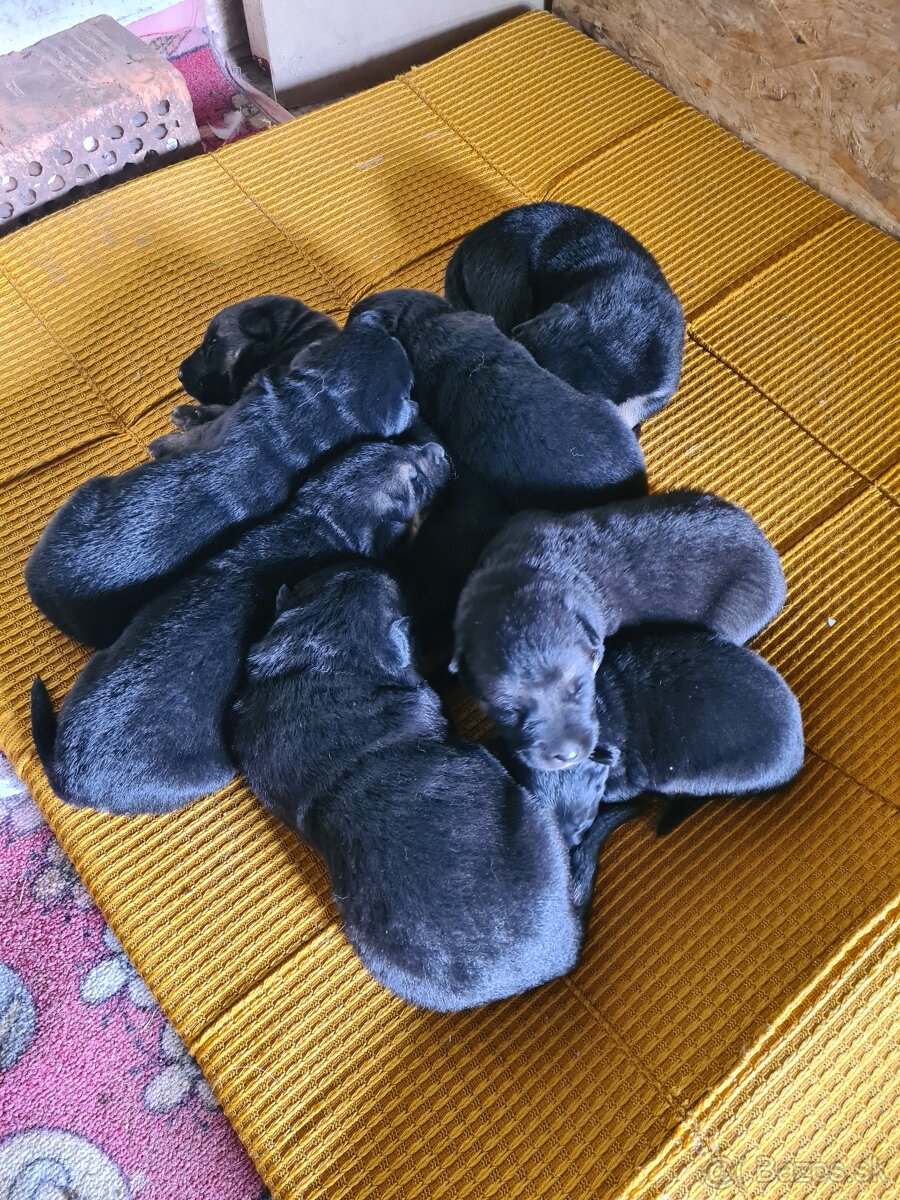 Nemecký ovčiak šteniatka