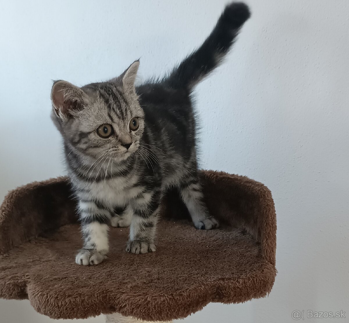 Britské Whiskas
