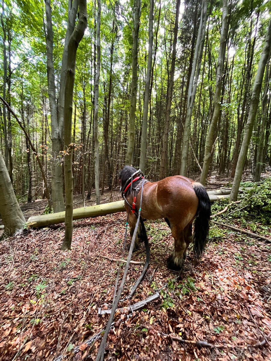 Predam tazneho koňa