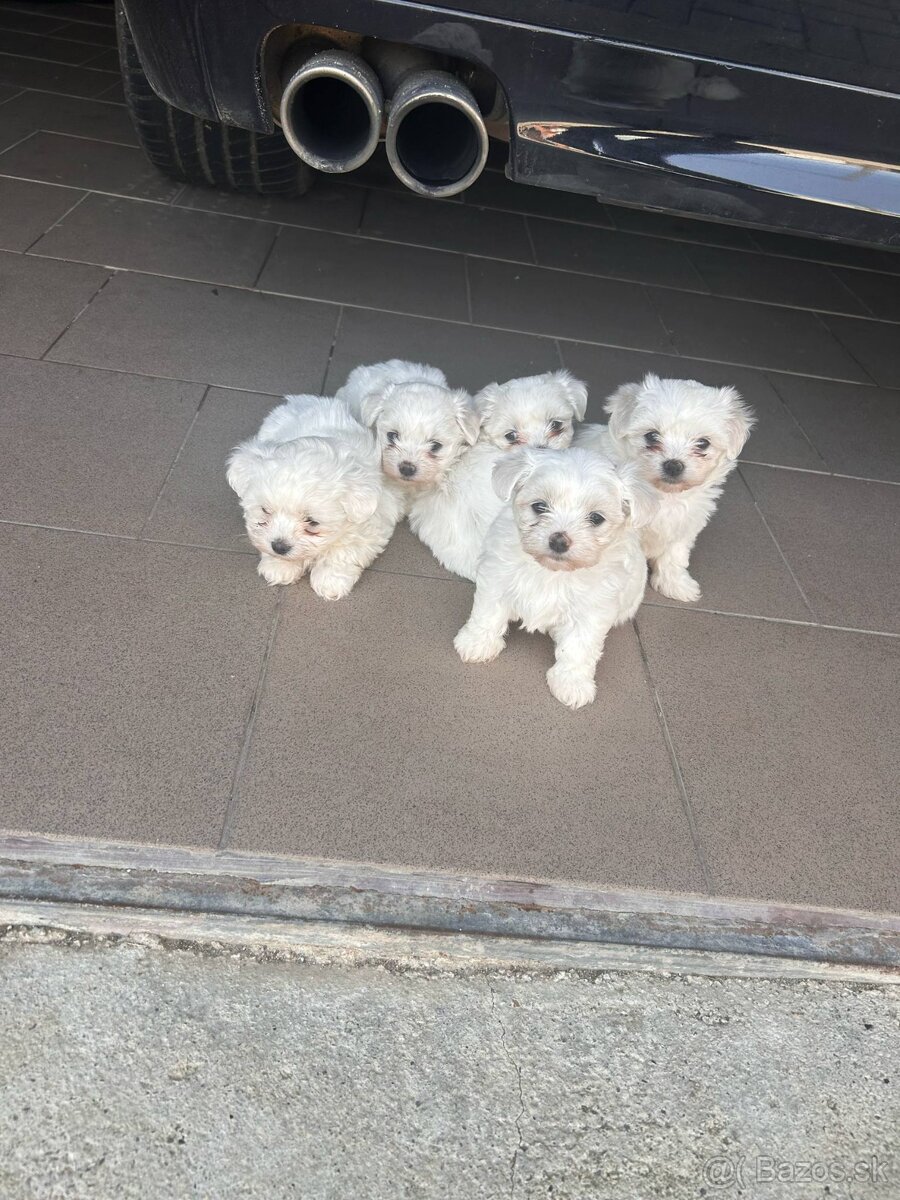 Mini Maltezak