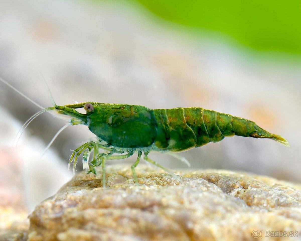 Neocaridina davidi Dark green jade