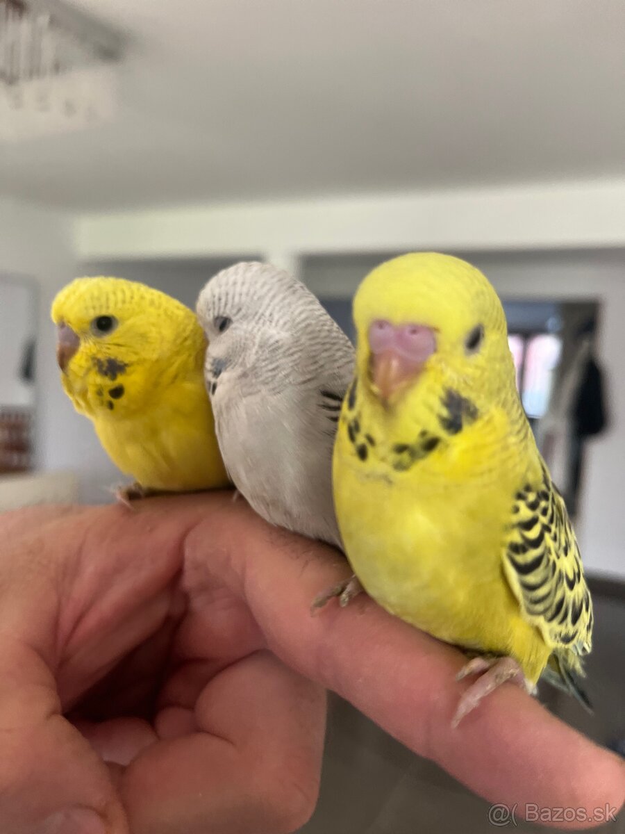 Andulka mlada Maznačik