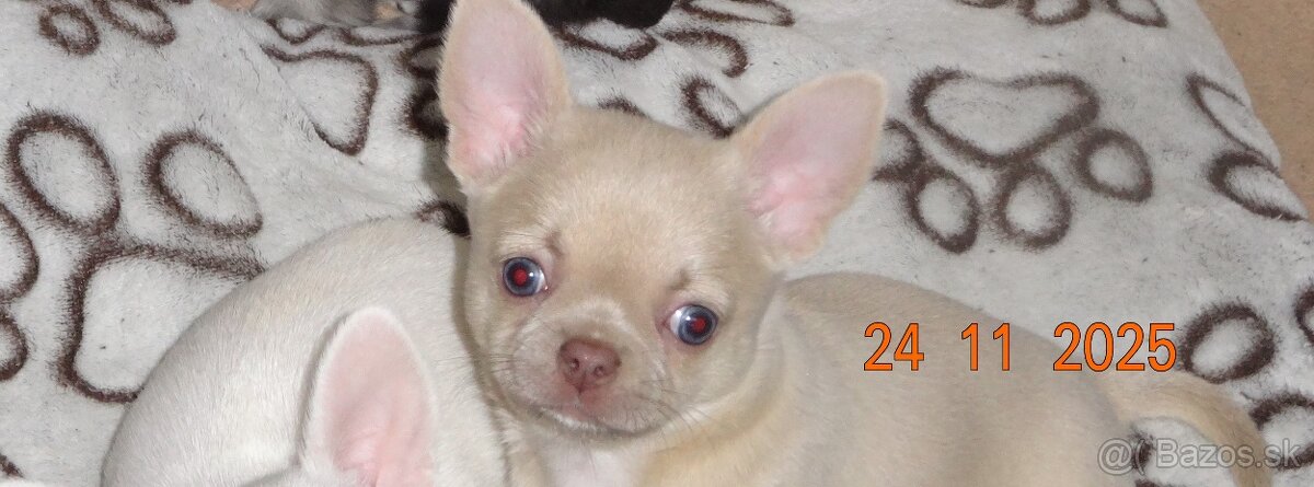 civava krátkosrstá,dlhosrstá.