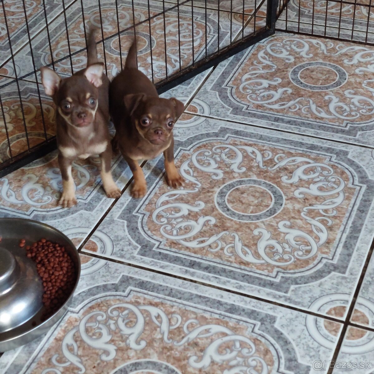Civava krátkosrstá čoko and tan fenky