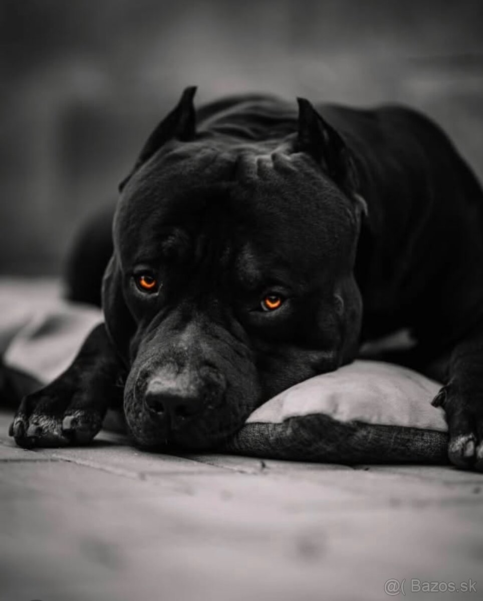 American bully xl, pitbull xxl