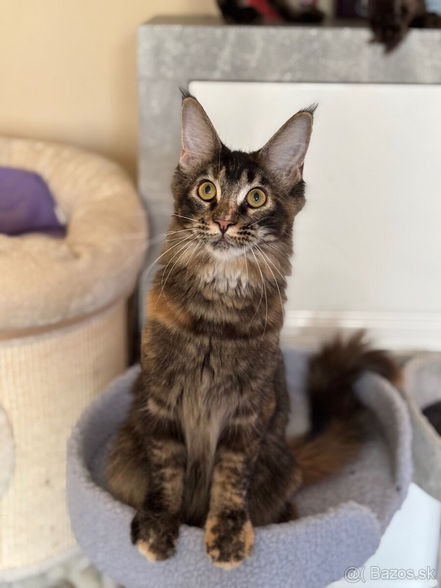 Maine coon / mainská mývalia mačka s pp