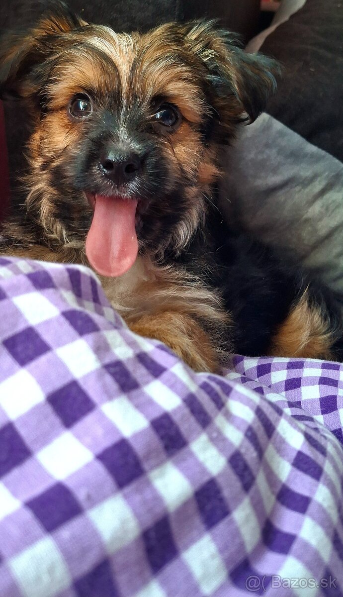 Predám Yorkshire terrier sťeniatko